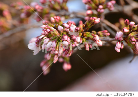 咲き始めた桜の花と密集する蕾、早春のソメイヨシノ、開花の喜び、福島県いわき市松ヶ丘公園 咲き始めた桜の花と密集する蕾、早春のソメイヨシノ、開花の喜び、福島県いわき市松ヶ丘公園 139134787