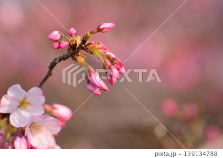 咲き始めた桜の花と蕾、春のピンク色の背景、コピースペース、福島県いわき市松ヶ丘公園 咲き始めた桜の花と蕾、春のピンク色の背景、コピースペース、福島県いわき市松ヶ丘公園 139134788