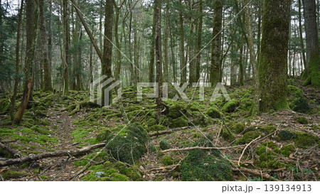 苔むした森の静寂の風景 初春の自然背景 苔むした森の静寂の風景 初春の自然背景 139134913