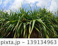 夏の青い空とパイナップル 139134963