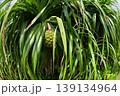 南国の植物のある風景 139134964