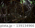 木の根 139134966