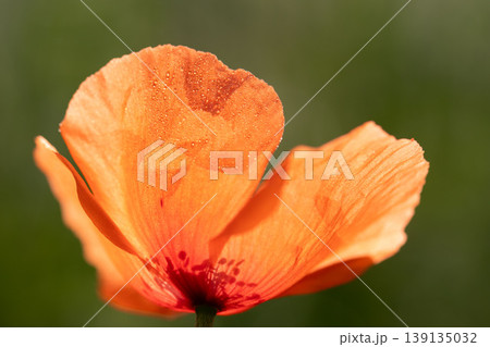 ポピーの花と水滴のクローズアップ 139135032