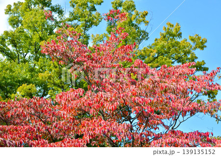 紅葉したハナミズキの葉 139135152
