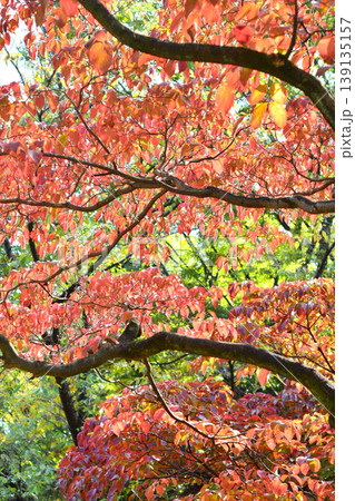 紅葉したハナミズキの葉 紅葉したハナミズキの葉 139135157