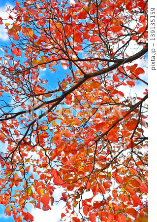 紅葉したハナミズキの葉 紅葉したハナミズキの葉 139135159