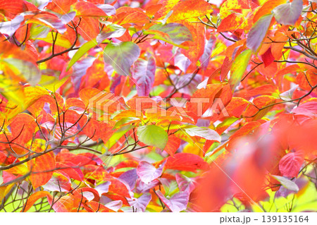 紅葉したハナミズキの葉 139135164