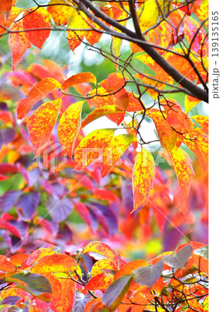 紅葉したハナミズキの葉 139135165