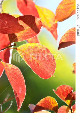 紅葉したハナミズキの葉 紅葉したハナミズキの葉 139135168