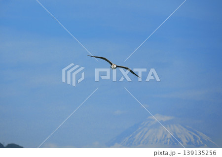 青空に舞うウミネコと富士山 青空に舞うウミネコと富士山 139135256