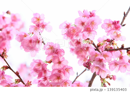 ピンクの陽光桜 【白背景】 139135403
