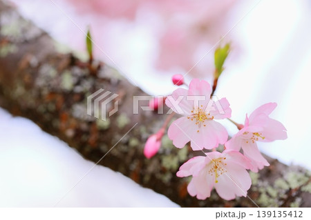 太い枝に咲く淡いピンクの思川桜のクローズアップ 139135412
