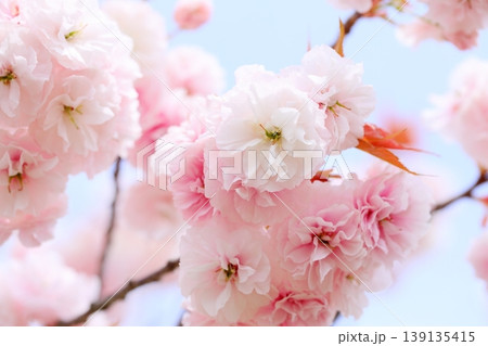 満開の八重桜(普賢象)のクローズアップ 【青空背景】 満開の八重桜(普賢象)のクローズアップ 【青空背景】 139135415