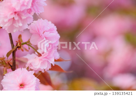 満開の八重桜(関山)のクローズアップ 満開の八重桜(関山)のクローズアップ 139135421