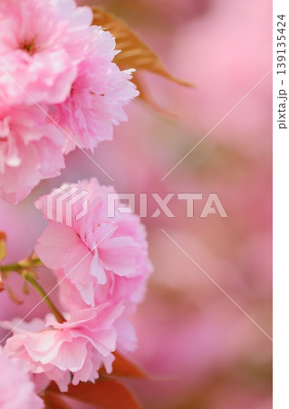 満開の八重桜(関山)のクローズアップ 満開の八重桜(関山)のクローズアップ 139135424