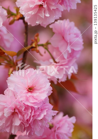 満開の八重桜(関山)のクローズアップ 満開の八重桜(関山)のクローズアップ 139135425