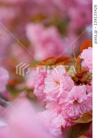 満開の八重桜(関山)のクローズアップ 満開の八重桜(関山)のクローズアップ 139135426