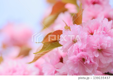 満開の八重桜（関山）のクローズアップ 【空背景】 139135437