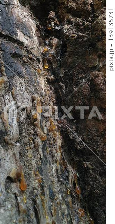 Phone photo close-up of pine tree resin covered with spider webs. Nature detail showing texture, organic patterns, and forest ecosystem elements. 139135731