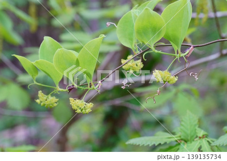 サルトリイバラの花と葉 139135734
