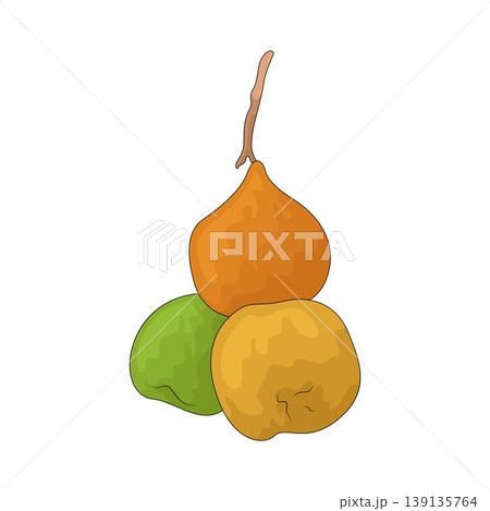 Illustration of Desert Fig Illustration of Desert Fig 139135764