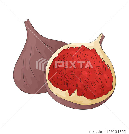 Illustration of Wild Fig Illustration of Wild Fig 139135765