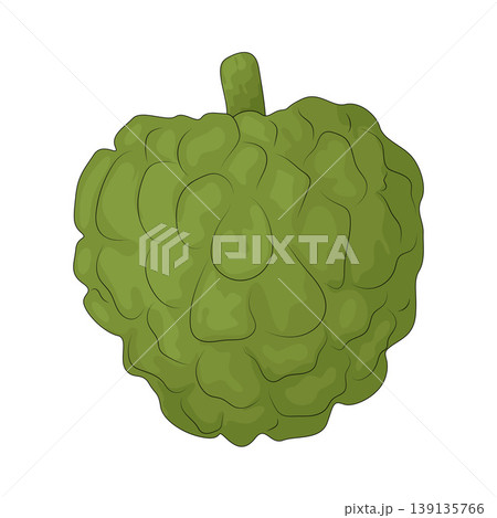 Illustration of Sugar Apple Illustration of Sugar Apple 139135766