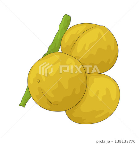 Illustration of Indian Gooseberry Illustration of Indian Gooseberry 139135770