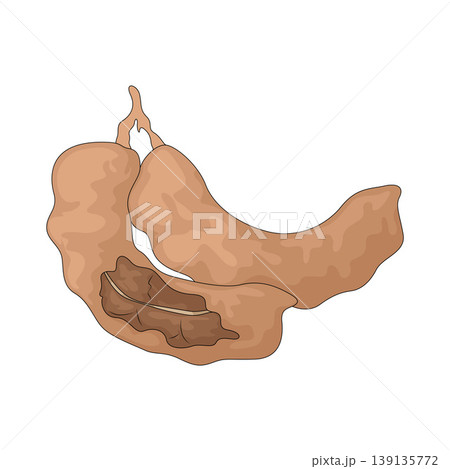 Illustration of Tamarind Illustration of Tamarind 139135772