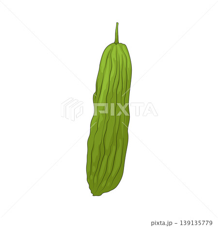 Illustration of Bitter Melon Illustration of Bitter Melon 139135779