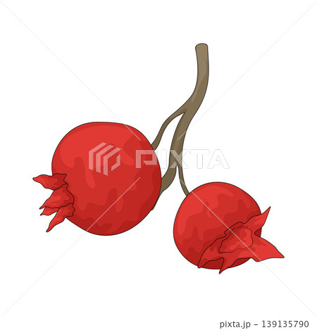 Illustration of Serviceberry 139135790