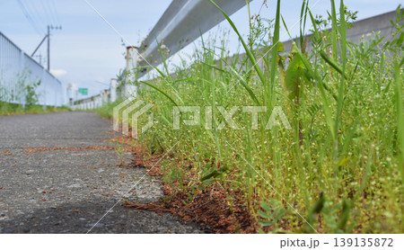 雑草問題 雑草問題 139135872