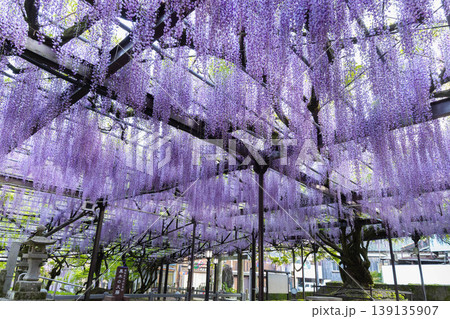 黒木の大藤 139135907