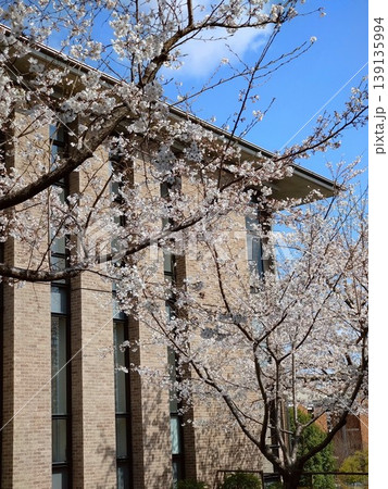 桜に囲まれた校舎 桜に囲まれた校舎 139135994