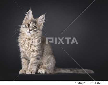 Brownish kitten on black background Brownish kitten on black background 139136102