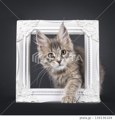 Brownish kitten on black background Brownish kitten on black background 139136104