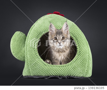 Brownish kitten on black background Brownish kitten on black background 139136105