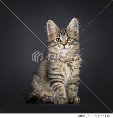 Brown striped kitten on black background Brown striped kitten on black background 139136110