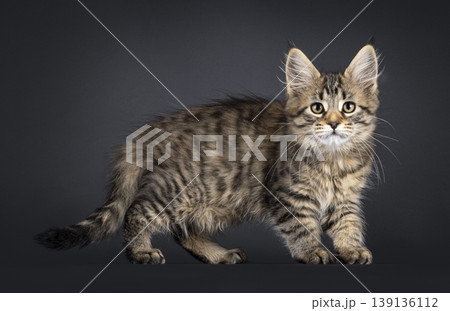 Brown striped kitten on black background Brown striped kitten on black background 139136112