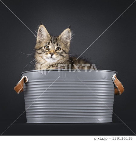 Brown striped kitten on black background Brown striped kitten on black background 139136119