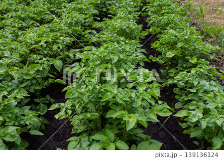 Healthy green potato plants thriving in a vegetable garden on a sunny day in late spring Healthy green potato plants thriving in a vegetable garden on a sunny day in late spring 139136124