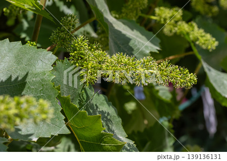 Green grape blossoms emerging on a vine in a vineyard during springtime under bright sunlight Green grape blossoms emerging on a vine in a vineyard during springtime under bright sunlight 139136131