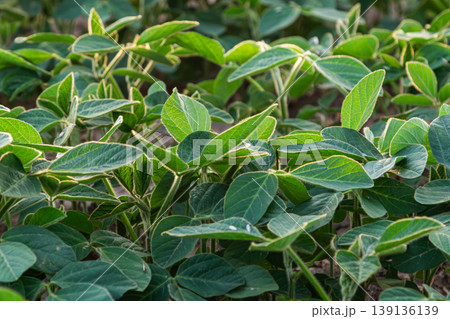Rich green soybean field thriving under sunlight during the growing season in a rural landscape 139136139