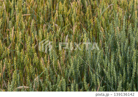 Wheat growing in a vibrant field under the warm afternoon sun showcasing lush greenery and ripening grains ready for harvest 139136142