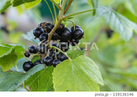 Close-up view of Ribes nigrum plant with clusters of aromatic blackcurrant berries ripening on a bush in a sunny garden setting during mid-summer Close-up view of Ribes nigrum plant with clusters of aromatic blackcurrant berries ripening on a bush in a sunny garden setting during mid-summer 139136146