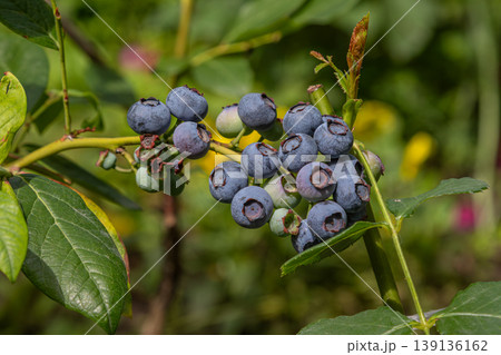 Highbush blueberry shrub loaded with ripe blue berries thrives in sunny garden setting during summer Highbush blueberry shrub loaded with ripe blue berries thrives in sunny garden setting during summer 139136162