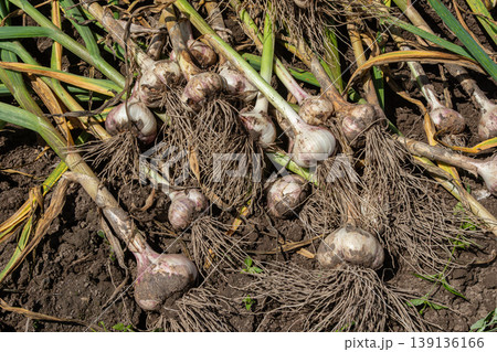 Freshly harvested garlic bulbs with roots in rich dark soil under sunlight in a garden setting during summer harvest time 139136166
