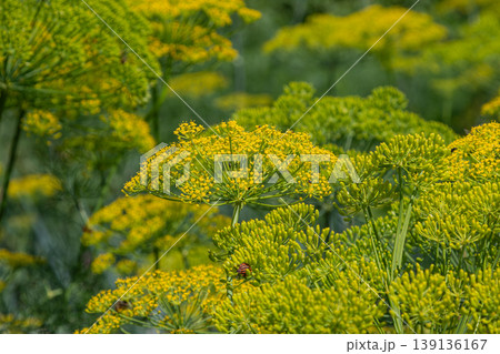 Dill plants flowering under clear blue skies in a sunny garden highlighting the beauty of Anethum graveolens during late spring bloom 139136167