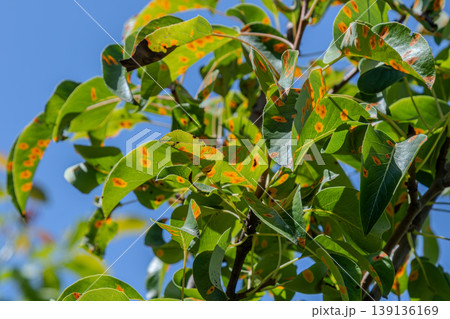 Leaves of a pear tree show signs of fungal infection from Gymnosporangium sabinae highlighting the spread of pear rust disease in natural environments 139136169