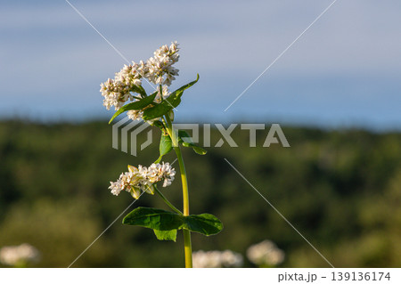 Buckwheat plant with white flowers surrounded by lush greenery under a clear blue sky in a sunny landscape Buckwheat plant with white flowers surrounded by lush greenery under a clear blue sky in a sunny landscape 139136174